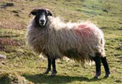 Lakeland Sheep